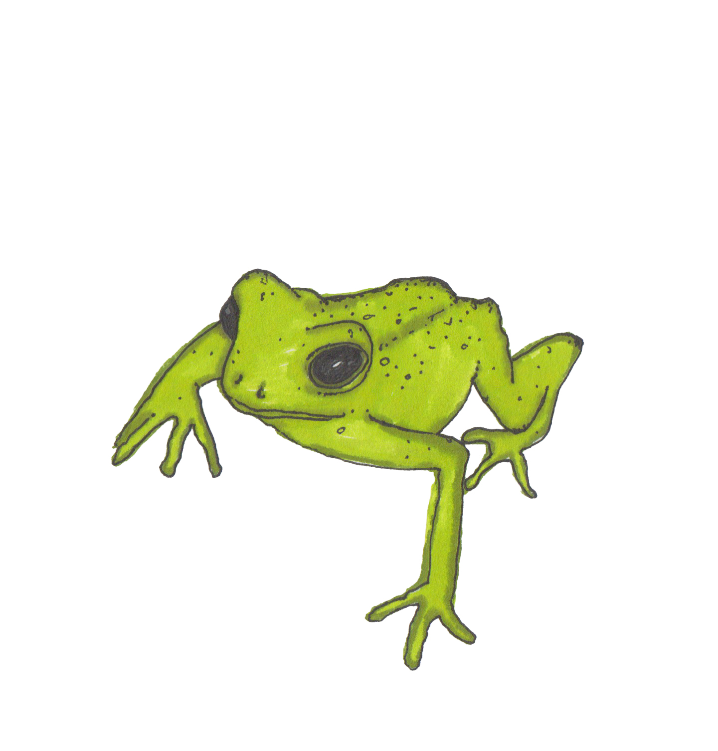 Illustration Frosch