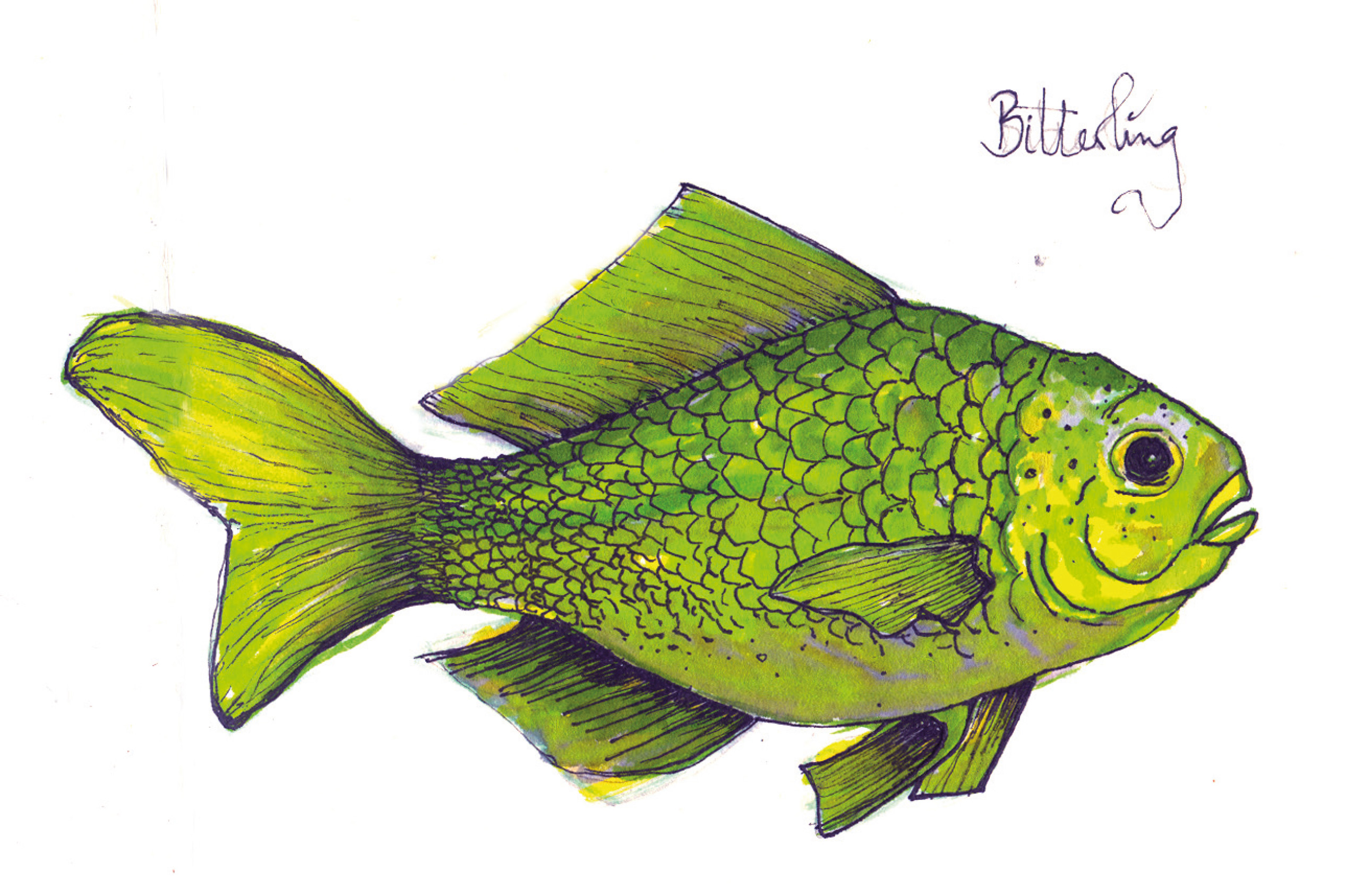 Illustration Bitterling